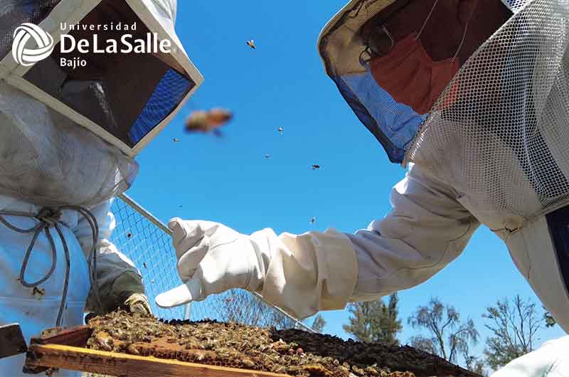Las abejas son la solución para la conservación ambiental; Mtra. Sandra Gómez Arenas de los Centros Agropecuarios De La Salle 