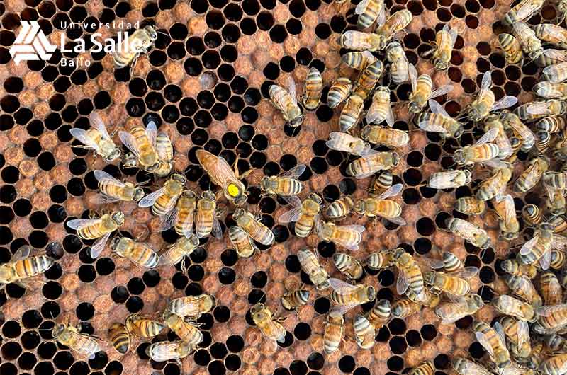 Las abejas y su importancia, ¿Ya conocías estos datos sobre ellas?