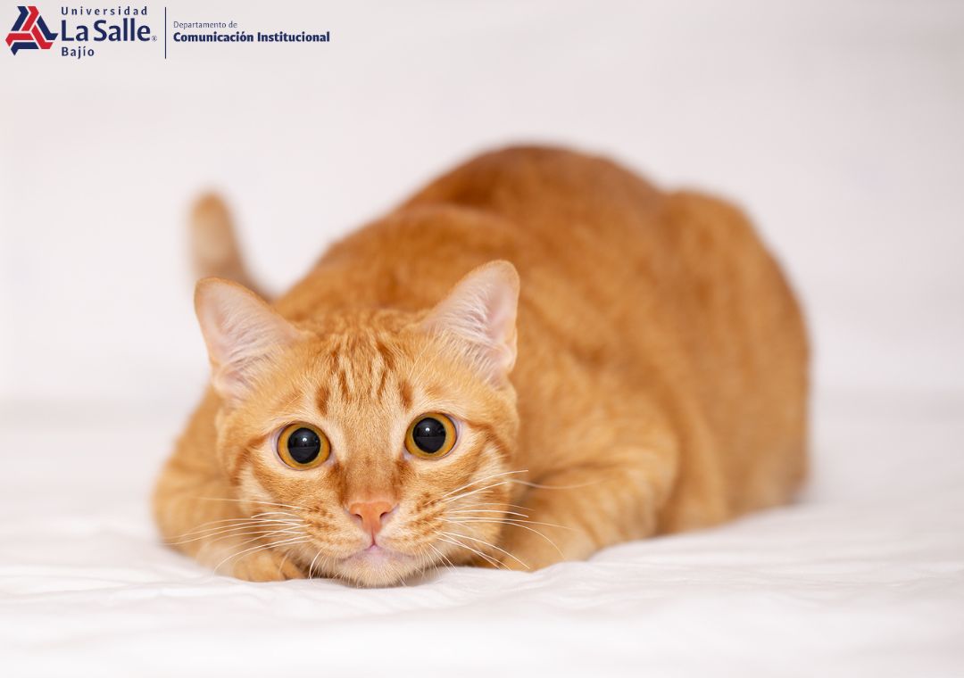 Un michi saludable, es una Karen feliz; guía para cuidar a tu gato